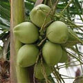 Coconut